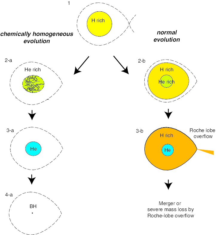 Chemically homogenous evolution of a binary star